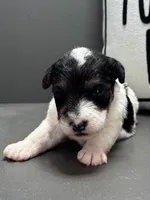 Annie, a female Wire Fox Terrier for sale in Bonaparte, IA – Photo 1 of 6