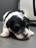 Annie, a female Wire Fox Terrier for sale in Bonaparte, IA – Photo 2 of 6