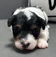 Annie, a female Wire Fox Terrier for sale in Bonaparte, IA – Photo 4 of 6