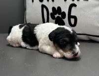 Annie, a female Wire Fox Terrier for sale in Bonaparte, IA – Photo 6 of 6