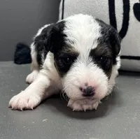 Ava, a female Wire Fox Terrier for sale in Bonaparte, IA – Photo 4 of 6