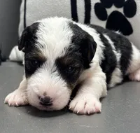 Ava, a female Wire Fox Terrier for sale in Bonaparte, IA – Photo 3 of 6