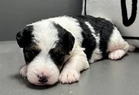 Ava, a female Wire Fox Terrier for sale in Bonaparte, IA – Photo 2 of 6