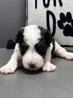 Ava, a female Wire Fox Terrier for sale in Bonaparte, IA – Photo 6 of 6