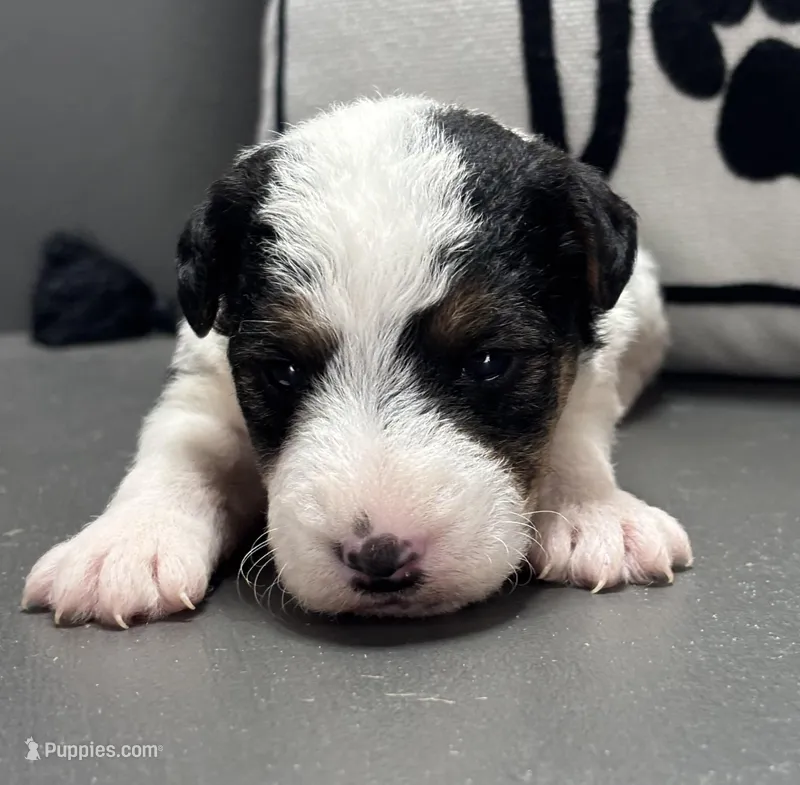 Ava – Wire Fox Terrier puppy for sale in Bonaparte, IA