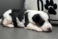 Ava, a female Wire Fox Terrier for sale in Bonaparte, IA – Photo 5 of 6