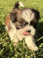 Gabe, a male Shih Tzu for sale in Bonaparte, IA – 2 of 10