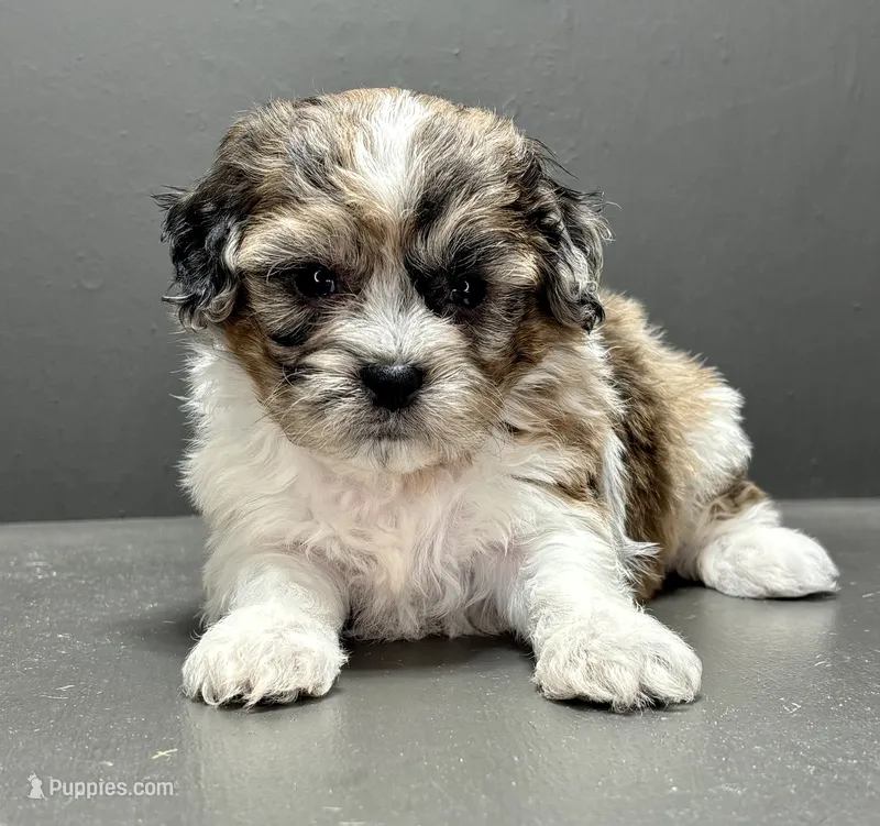 Freddie – Shihpoo puppy for sale in Bonaparte, IA