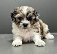 Freddie, a male Shihpoo for sale in Bonaparte, IA – 1 of 8