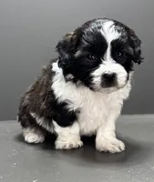 Frankie, a male Shihpoo for sale in Bonaparte, IA – 9 of 10