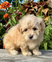 Patty, a female Maltipoo for sale in Bonaparte, IA – 5 of 10