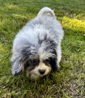 Jan, a female Shihpoo for sale in Bonaparte, IA – 3 of 9