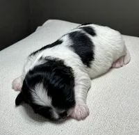 Hank, a male Shichon for sale in Bonaparte, IA – 2 of 6