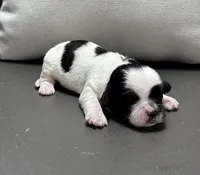Becky, a female Shichon for sale in Bonaparte, IA – Photo 3 of 5