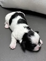 Becky, a female Shichon for sale in Bonaparte, IA – Photo 5 of 5