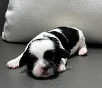 Becky, a female Shichon for sale in Bonaparte, IA – Photo 2 of 5