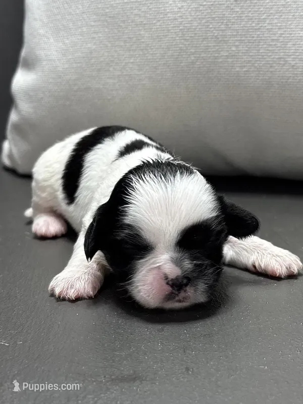 Becky – Shichon puppy for sale in Bonaparte, IA