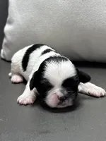 Becky, a female Shichon for sale in Bonaparte, IA – Photo 1 of 5