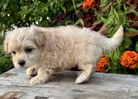 Pammy, a female Maltipoo for sale in Bonaparte, IA – 9 of 10
