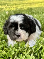Elroy, a male Shihpoo for sale in Bonaparte, IA – 3 of 7