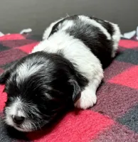 Heidi, a male Shichon for sale in Bonaparte, IA – 4 of 9