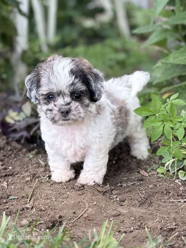 Etta – Shihpoo puppy for sale in Bonaparte, IA
