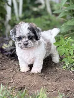 Etta, a female Shihpoo for sale in Bonaparte, IA – 1 of 10