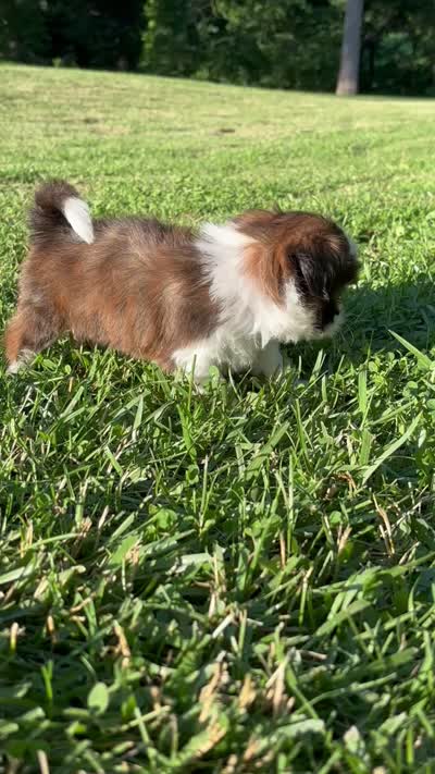 Gabe, a male Shih Tzu for sale in Bonaparte, IA – 4 of 10