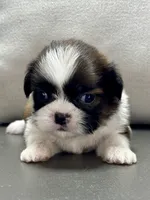 Gabe, a male Shih Tzu for sale in Bonaparte, IA – 7 of 8
