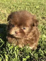 Ned, a male Shih Tzu for sale in Bonaparte, IA – 5 of 10