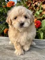 Patty, a female Maltipoo for sale in Bonaparte, IA – 8 of 10