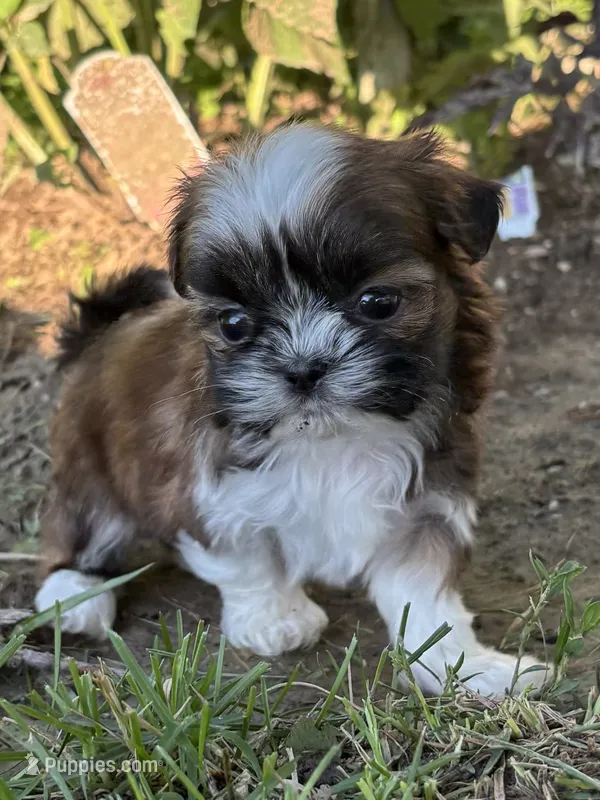 Grace – Shih Tzu puppy for sale in Bonaparte, IA