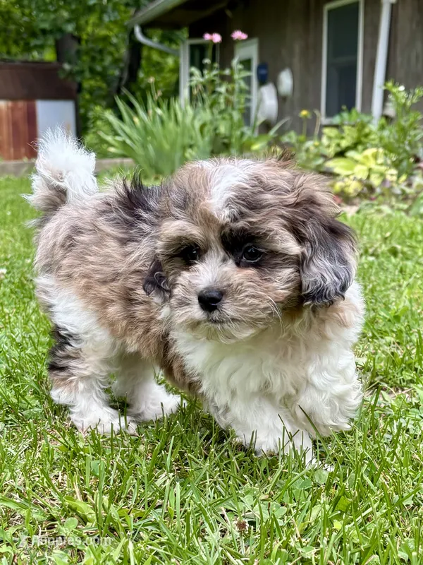 Freddie – Shihpoo puppy for sale in Bonaparte, IA