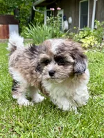 Freddie, a male Shihpoo for sale in Bonaparte, IA – 1 of 10