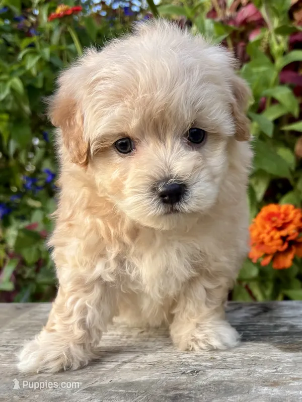 Paul – Maltipoo puppy for sale in Bonaparte, IA