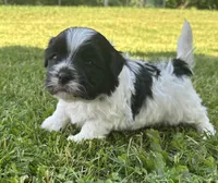Hank, a male Shichon for sale in Bonaparte, IA – 6 of 9