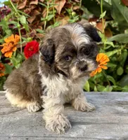orval, a male Shihpoo for sale in Bonaparte, IA – 6 of 10