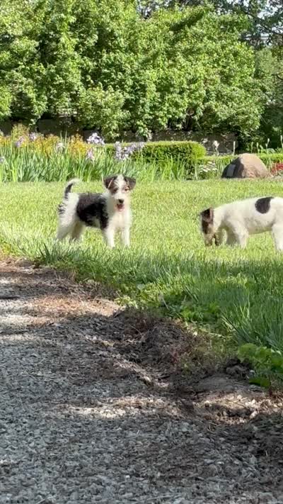 Ava, a female Wire Fox Terrier for sale in Bonaparte, IA – 8 of 9