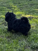Ken, a male Shihpoo for sale in Bonaparte, IA – 3 of 10