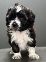 Fonzie, a male Shihpoo for sale in Bonaparte, IA – 3 of 9