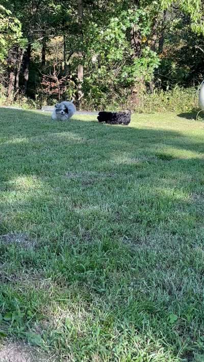 Jan, a female Shihpoo for sale in Bonaparte, IA – 2 of 9