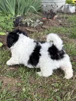 Elroy, a male Shihpoo for sale in Bonaparte, IA – 7 of 10