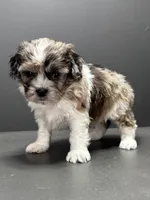 Freddie, a male Shihpoo for sale in Bonaparte, IA – 6 of 8