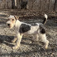 Ira, a male Wire Fox Terrier for sale in Bonaparte, IA – Photo 9 of 10