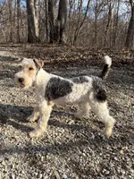 Ira, a male Wire Fox Terrier for sale in Bonaparte, IA – Photo 9 of 10