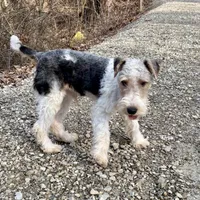 Ira, a male Wire Fox Terrier for sale in Bonaparte, IA – Photo 8 of 10
