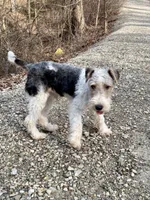 Ira, a male Wire Fox Terrier for sale in Bonaparte, IA – Photo 8 of 10