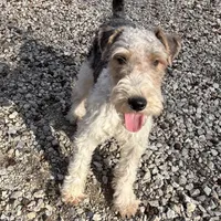 Ira, a male Wire Fox Terrier for sale in Bonaparte, IA – Photo 6 of 10