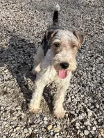 Ira, a male Wire Fox Terrier for sale in Bonaparte, IA – Photo 6 of 10