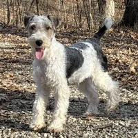 Ira, a male Wire Fox Terrier for sale in Bonaparte, IA – Photo 5 of 10
